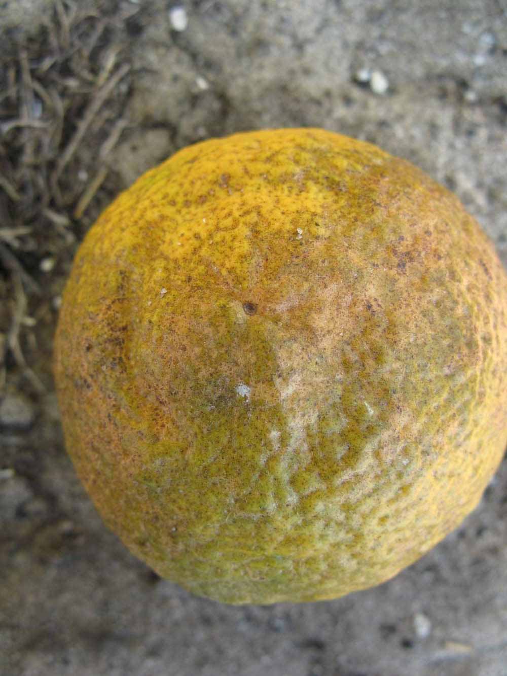            Fruit (Vangasay, Winter Haven, FL)   